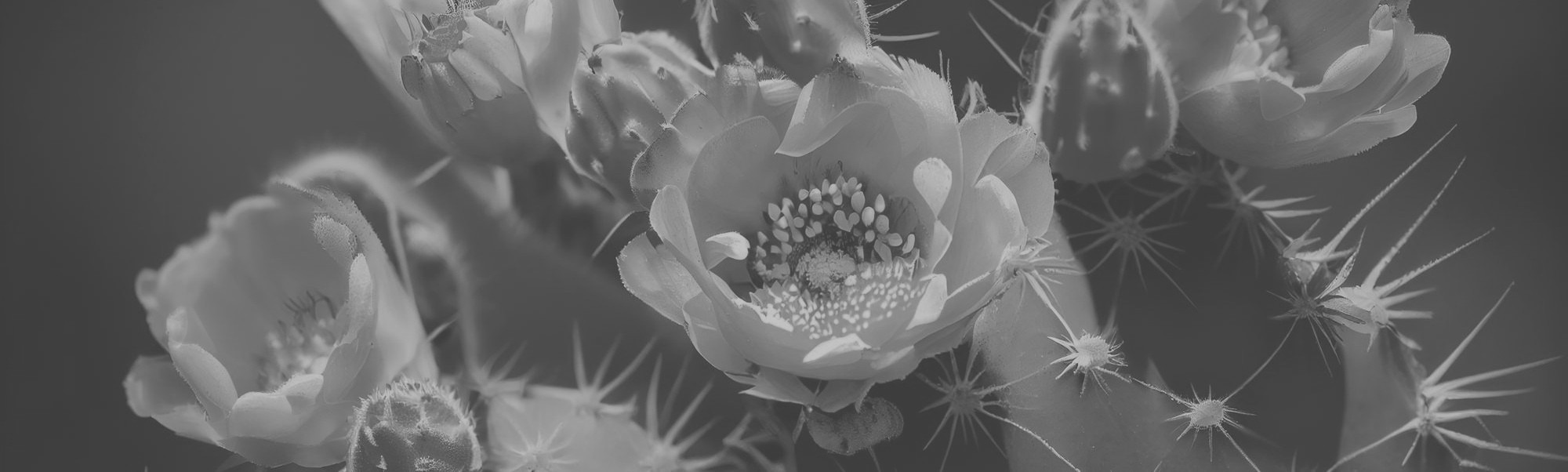 Online Studies Banner